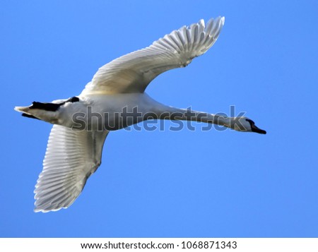 Mute Swan that is the national bird of Denmark famous for fairy tales in flight