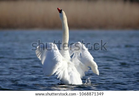 Mute Swan that is the national bird of Denmark famous for fairy tales at Utterslev Mose, Copenhagen