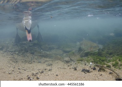 Mute Swan Underwater With Rainbow Trout