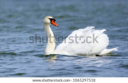 Mute Swan at Utterslev Mose, Copenhagen that is the national bird of Denmark famous for fairy tales