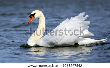 Mute Swan at Utterslev Mose, Copenhagen that is the national bird of Denmark famous for fairy tales