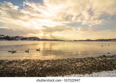 Mute Swans - Cygnus Olor - In The Ocean At Hamresanden, Kristiansand, Norway. Hamresanden Is A Popular Beach At Summertime, But Also A Good Bird Location.