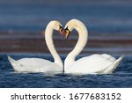 Mute Swans displaying courting rituals