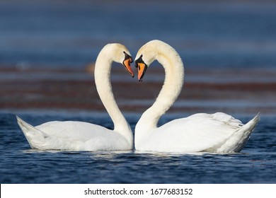 Mute Swans displaying courting rituals - Shutterstock ID 1677683152