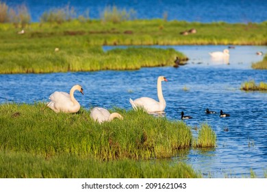 Mute swans and ducks on a beach at a lake - Shutterstock ID 2091621043
