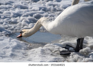 Mute swans on a frozen lake. Hungry birds in winter. Feeding swans at the ice hole. Bird drinking water.