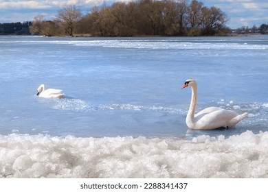 Mute swans on ice. White swans on a frozen, ice-covered lake.