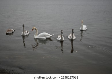 Mute swans pair of swans, gray young swans swimming in winter climate change global warming, unfrozen water white mute swan bird floating winter, swan fidelity, bird migration, sustainable development - Shutterstock ID 2258127061