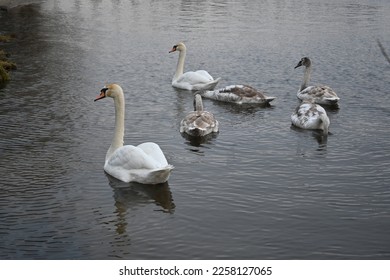 Mute swans pair of swans, gray young swans swimming in winter climate change global warming, unfrozen water white mute swan bird floating winter, swan fidelity, bird migration, sustainable development - Shutterstock ID 2258127065