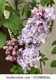 Muted Purple Colors Of Lilac Bloom