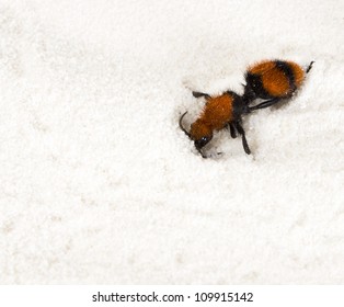 Mutillidae, Velvet Ant