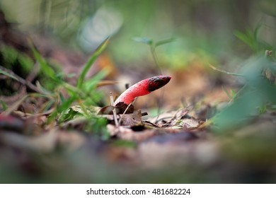 Mutinus Caninus (Dog Stinkhorn)