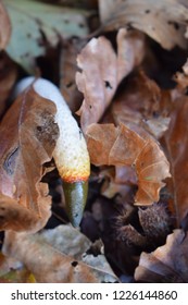 Mutinus Caninus Mushroom