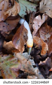 Mutinus Caninus Mushroom