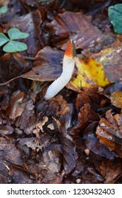 Mutinus Caninus Mushroom