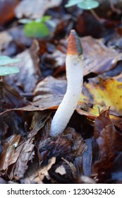 Mutinus Caninus Mushroom