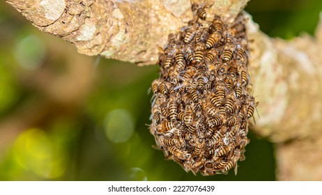 A mutiny of bees at tree