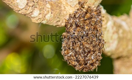 A mutiny of bees at tree