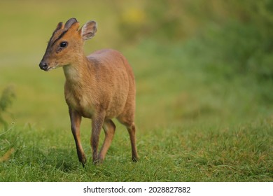 Mutjac Deer On Heathland At West Stow Country Park In Suffolk