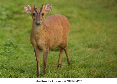 Mutjac Deer On Heathland At West Stow Country Park In Suffolk