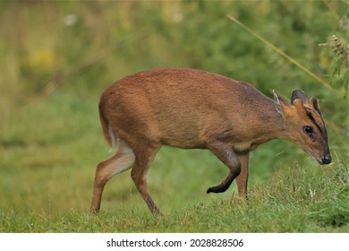 Mutjac Deer On Heathland At West Stow Country Park In Suffolk