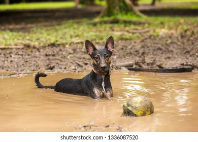 A Mutt Dog Cooling Off In A Mud Puddle After Playing Fetch The Ball On Summer Day.