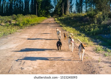 Mutt Dog Pack Running On The Street.