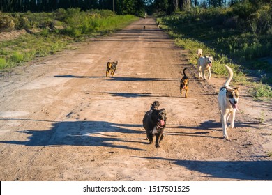 Mutt Dog Pack Running On The Street.