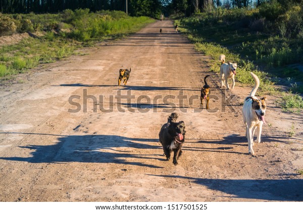 Mutt Dog Pack Running On Street Stock Photo 1515245093 | Shutterstock