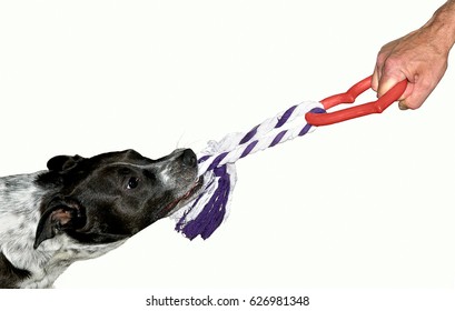 Mutt Dog Playing Tug Of War