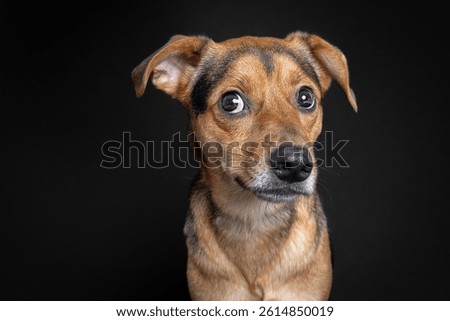 mutt dog woth a funny expression, concerned and attentive, black background
