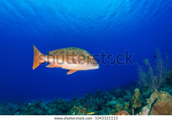 A mutton snapper can be seen swimming throughout
its natural habitat on the tropical caribbean reef. This fish is
suited to the warm water and can be seen clearly due to the
clenliness of the water
