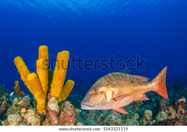 A mutton snapper can be seen swimming throughout\
its natural habitat on the tropical caribbean reef. This fish is\
suited to the warm water and can be seen clearly due to the\
clenliness of the water