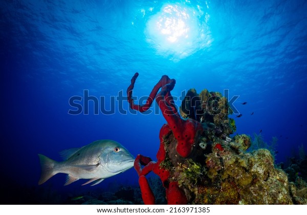 A\
mutton snapper inspecting a mound of coral and sponge on  tropical\
reef in the Caribbean sea. The deep blue water is crystal clear and\
the sun is visible from the depth of the ocean\
floor