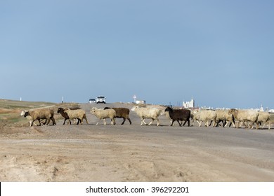 Arabian Oryx Oryx Leucoryx Desert Near Stock Photo (edit Now) 528817282