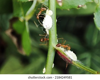 Mutualistic Symbiosis Between Red Ants And Mealybugs.