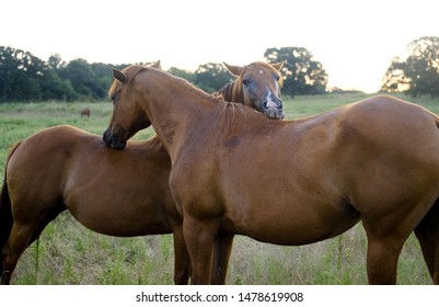 Mutually Beneficial Horse Friendship Shows Mares Scratching Backs. 