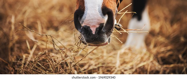The muzzle of a bay horse with a white spot on its nose, which eats dry harvested hay on a sunny day. Feeding livestock. Agricultural industry.