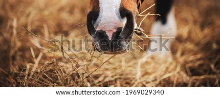 The muzzle of a bay horse with a white spot on its nose, which eats dry harvested hay on a sunny day. Feeding livestock. Agricultural industry.