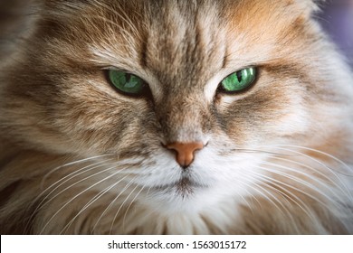 Muzzle of beautiful cat with green eyes