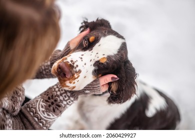 Muzzle Of A Beautiful English Springer Spaniel In Human Hands, View Of A Serhu On A Light Background. The Dog Is A Man's Friend.