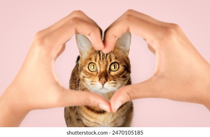 The muzzle of a Bengal cat and womens hands in the shape of a heart on a pink background. - Powered by Shutterstock