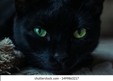 40 Gambar Dangerous Black Cat Hd Wallpaper terbaru 2020