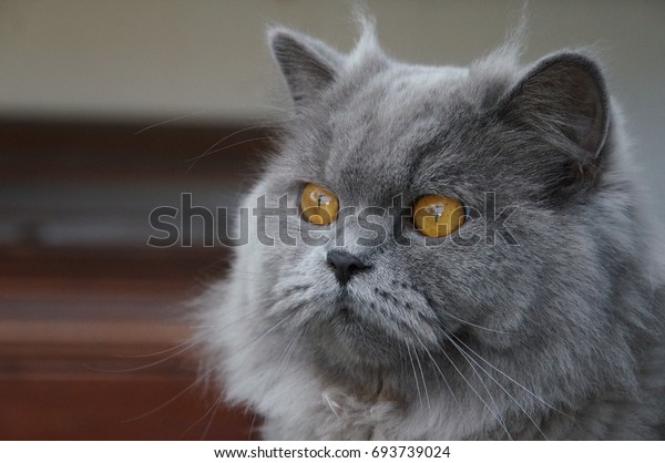 Muzzle British Long Hair Cat Orange Stock Photo Edit Now 693739024
