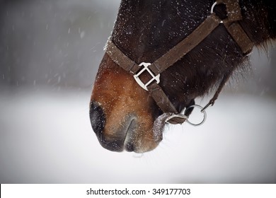 Muzzle of a brown horse in a halter on the falling snow. - Powered by Shutterstock