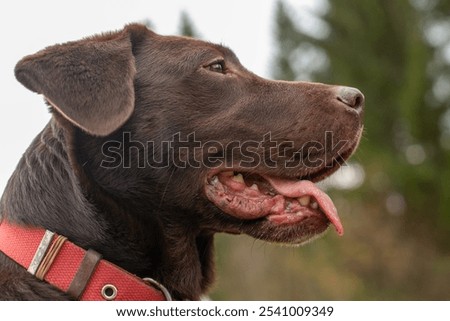 Similar – Image, Stock Photo Brown Labrador on mountain meadow in front of mountain hut