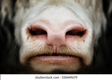 Muzzle bull close-up.
