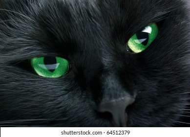 Muzzle closeup of black cat