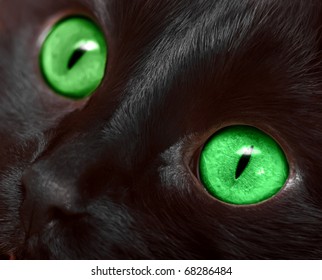 Muzzle closeup of black cat with green eyes
