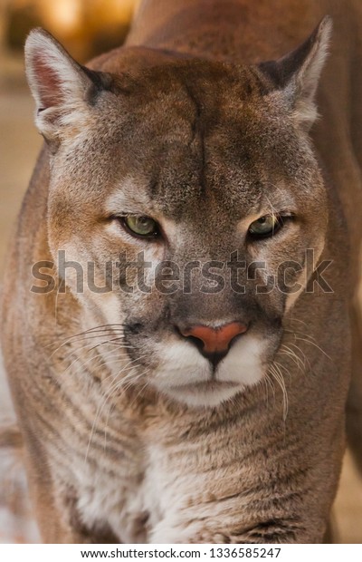puma yellow eyes